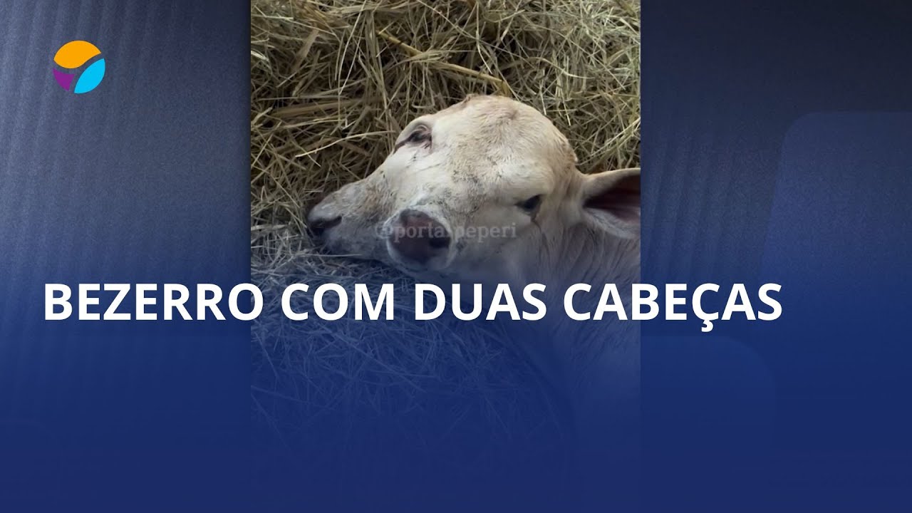 Bezerro com duas cabeças