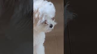 【マルチーズ】不思議そうな表情にキュン💕【犬】