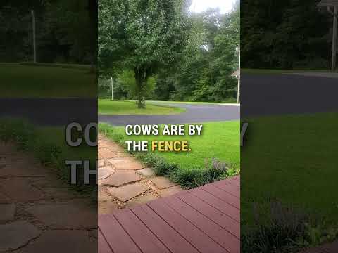 The only way her dog will show up 😂 🙌 #shorts #dog