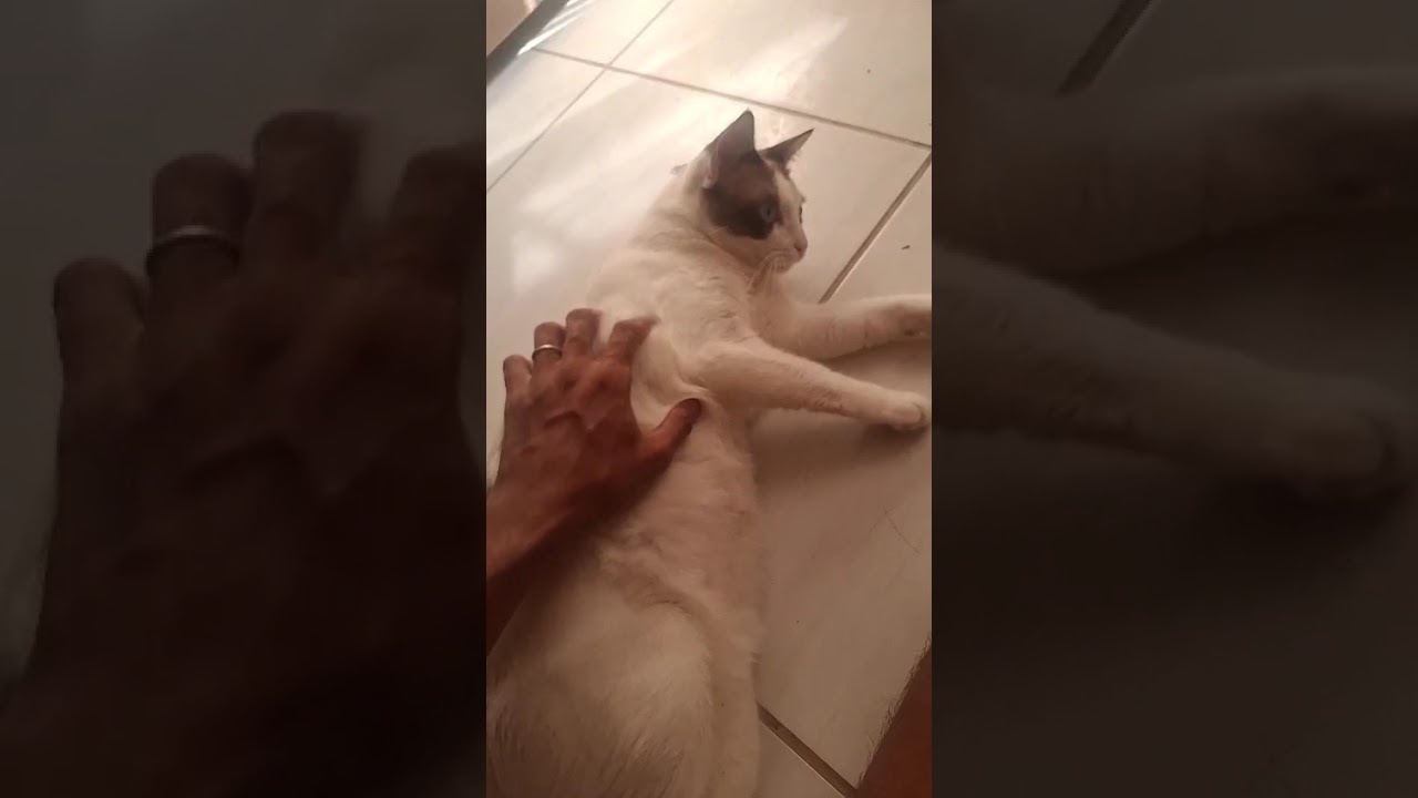 Gato raça SRD-ViraLata idade 1 ano nome Mingau