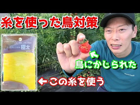 この春、苗木を鳥から守るにはどうすればよいでしょうか？羽のある鳥が若い植物を食べないようにするための 5 つのヒント  庭園