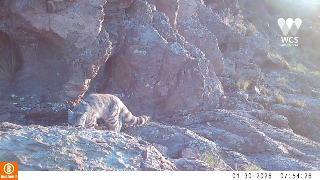 Nuevo hallazgo de gato andino consolida a Malargüe como un área clave para su conservación