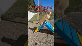 Video preview image #1 Carolina Dog-Unknown Mix Puppy For Sale in Rockaway, NJ, USA