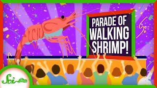 Why Thai Shrimps Parade on Land