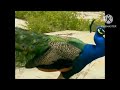 Bim And Bam In The Animal World Peacock 2003 Part 2