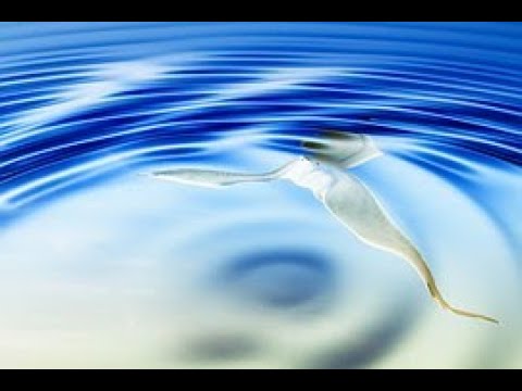 MEDITACION GUIADA REGRESIVA A UNA VIDA PASADA - NOOR CANAL ESPIRITUAL