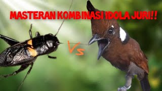 Download lagu masteran kombinasi cililin dan jangkrik||berjeda dengan gemericik air!! mp3 Download lagu masteran kombinasi cililin dan jangkrik||berjeda dengan gemericik air!! mp3