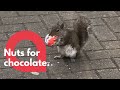 Cheeky Little Squirrel Happily Enjoying The Chocolate Shell Of A Kinder Egg SWNS