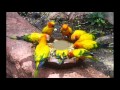 YELLOW BIRD Goombay Dance Band