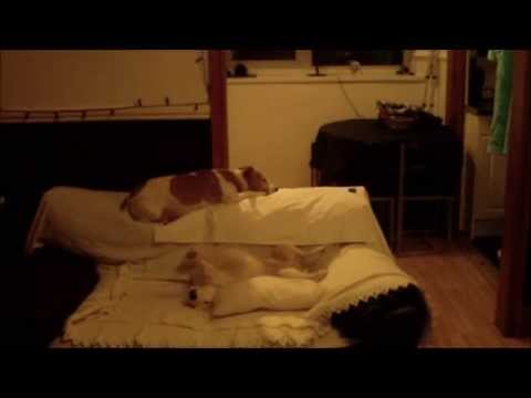 Jack Russell Terrier time lapse when left alone .