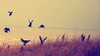 Dark Lotus - Black Crows