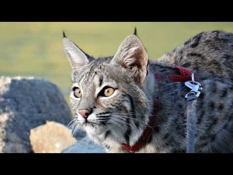 2 years in the life of Zya the Bobcat.
