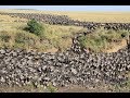 Tens Of Thousands Of Wildebeests Migrate Across The Mara River Kenya 20180802