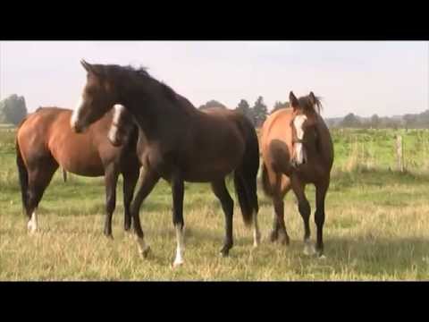 cornet obolensky x cassini 2ans