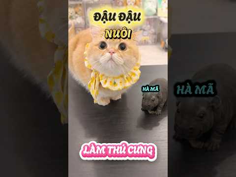 Đậu Đậu ngỏ lời muốn nuôi thú cưng đó nha #viral #viralreelsシ #viralvideos #viralreels #viralreels
