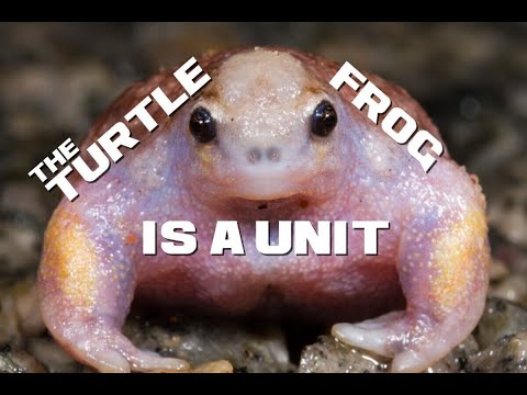 Turtle Frog Facts - The Frog Cosplaying as a Turtle - Animal a Day T Week