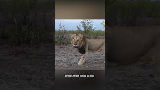 Should we punch a lion in the face #Shorts