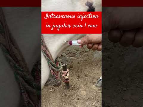 Intravenous injection in jugular vein l dr Umar Khan