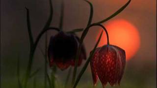 Airwave - Sleep Alone