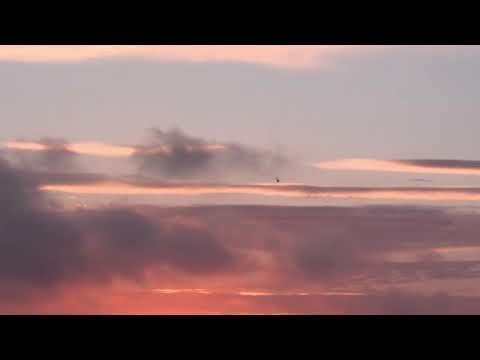 GLEBASTA SPAL   LOCO COLA