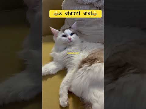 #cat #funny #catvideos