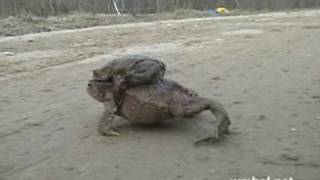preview picture of video 'Миграция жаб, жабьи свадьбы'