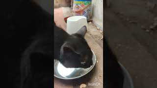 【チュール爆食クロちゃん】#野良猫 #ねこ #cat #参政党 #カードリーディング #占い