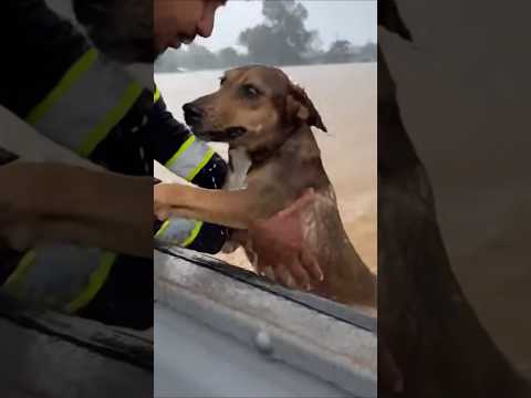 Dog Fights Flood to Reach Rescue Boat | Heart-Stopping Save in Heavy Waters