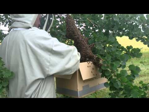 Bisvärm på ca 2,8kg