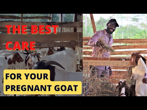 , title : 'HOW TO GET MORE KIDS WHO ARE HEALTHY FROM A PREGNANT GOAT OR SHEEP: A Guide for Farming in Africa'