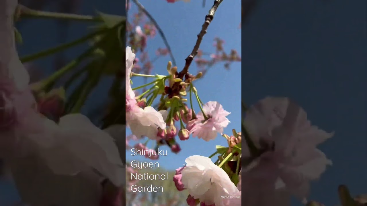 YouTube Short thumbnail