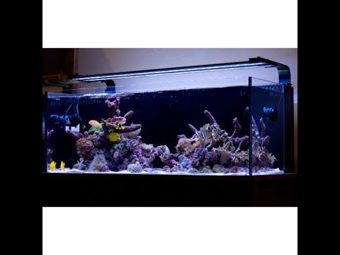 Top quality Quarantines saltwater fish available aquarium farm in kolkata