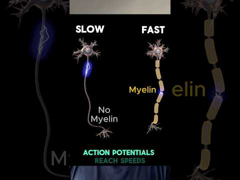 How does myelin speed up nerve signals in neurons?