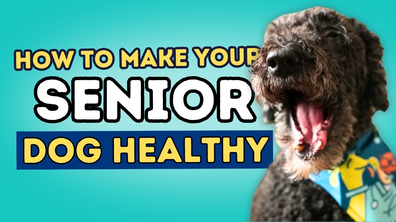 How to Keep Your Senior Dog Healthy: Top 7 Tips for Happy Aging Pets