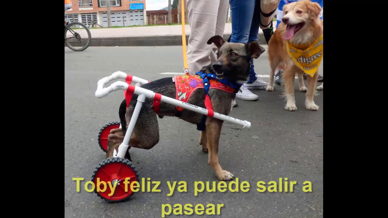 Sillita de ruedas para perros