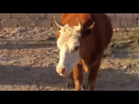 Lopa tu fol arabisht