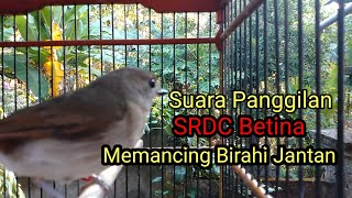 Download lagu Suara Panggilan SRDC Betina menjadikan SRDC bahan cepat naik birahi mp3