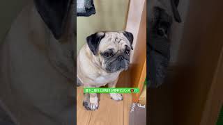 目ヤニ。 #パグ #pug #ぱぐ #日常 #癒し #shorts #ショート #しょーと #犬のいる暮らし #犬のいる生活 #いぬ