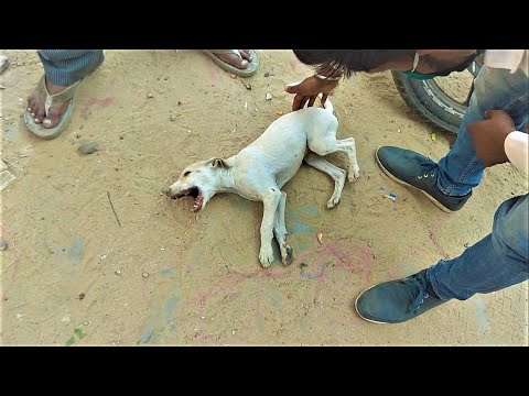 Poor Street Dog | Little Dog With hydrophobia rabies And screaming