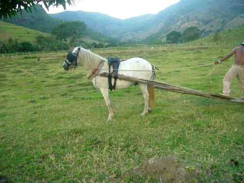 treinamento do cavalo