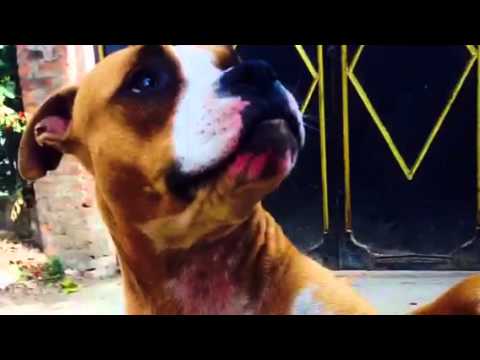 Pitbull Terrier(Trusty)from Ravibhawan,Ktm