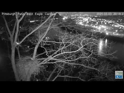 Hays nest night view raining 2020 03 03 820pm