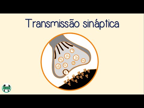 Curso de neurofisiologia: Aula 04 - Transmissão sináptica