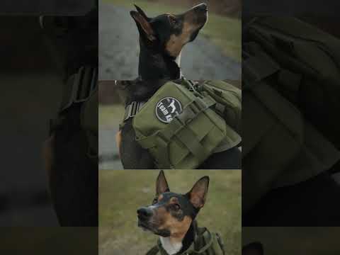 Team K9 Tactical No-Pull Dog Harness