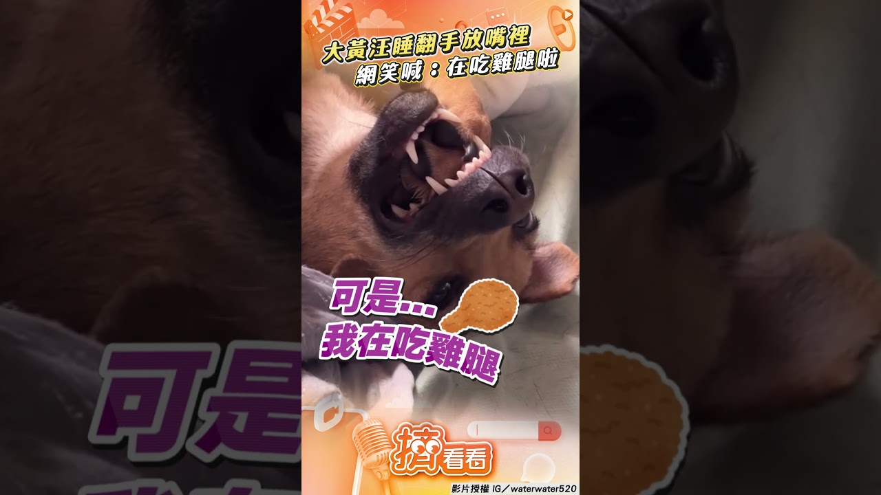 影音/大黃汪「睡翻」手手放嘴裡 網笑:牠正在吃雞腿啦!