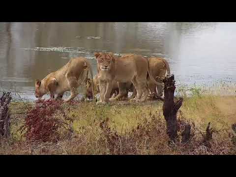 Djuma: Lions-Talamati Pride getting a drink at the dam - 09:01 - 06/04/21