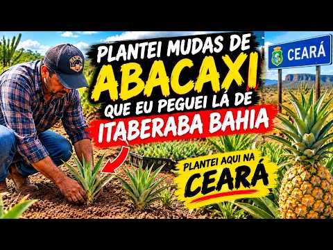 plantei mudas de abacaxi  que eu peguei lá de Itaberaba Bahia será que vai presta ?