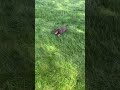 Miniature Dachshund dogs for sale: Ellie - Video 1