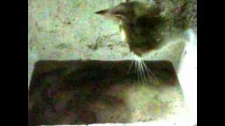 preview picture of video 'kucing gagau ikan puyu DSCF5473[2].AVI'