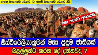 ඔස්ට්‍රේලියානුවන් බළලුන්ට කරනදේ දන්නවද ? What is happening in Australi